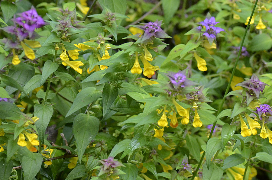 Fiore giallo foglie colorate da id. - Melampyrum sp.